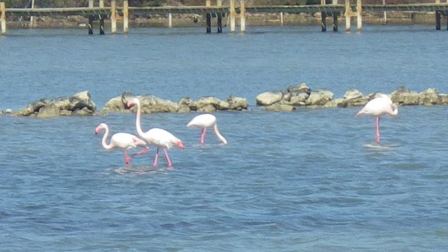 Flamand rose peyriac de mer